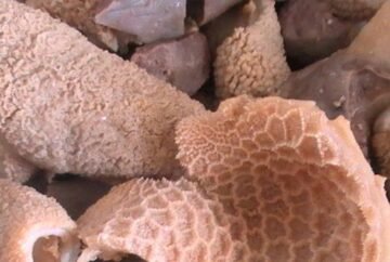 Tripes de veau (كرشة عجل)