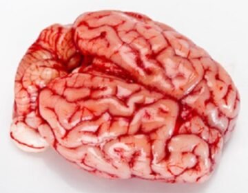 Cervelle de veau (مخ عجل)